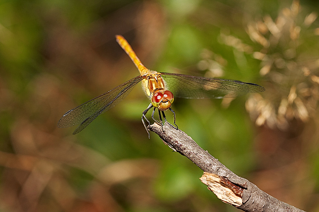 Occhi rossi...avr� bisogno del collirio?