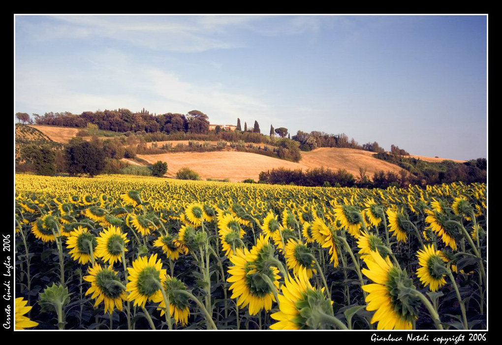 Cerreto Guidi - Girasoli
