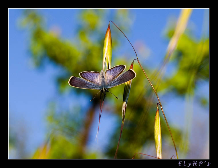 Blue Butterfly