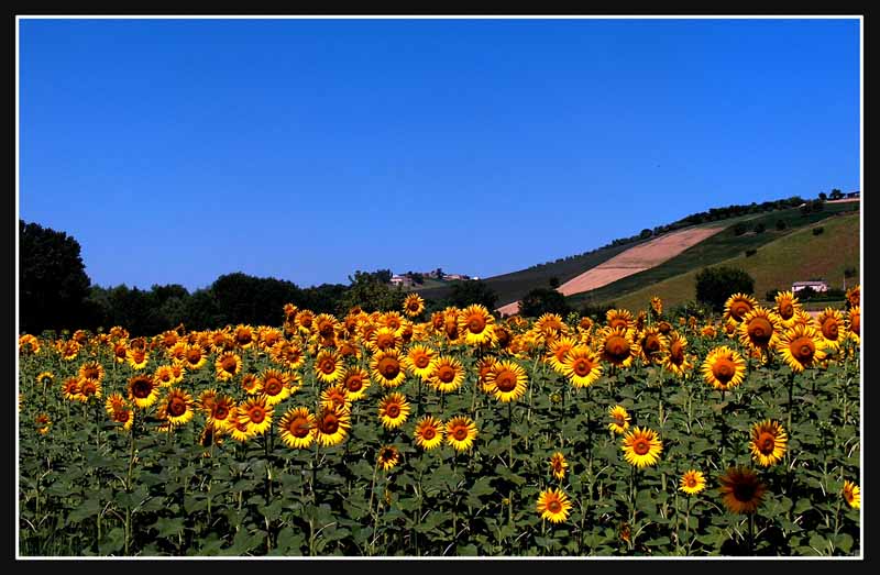 Semplice campo di girasoli