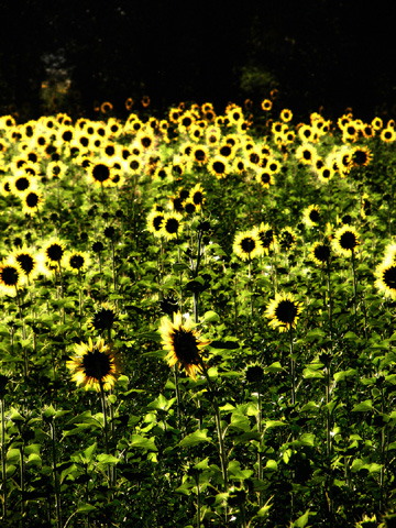 girasoli