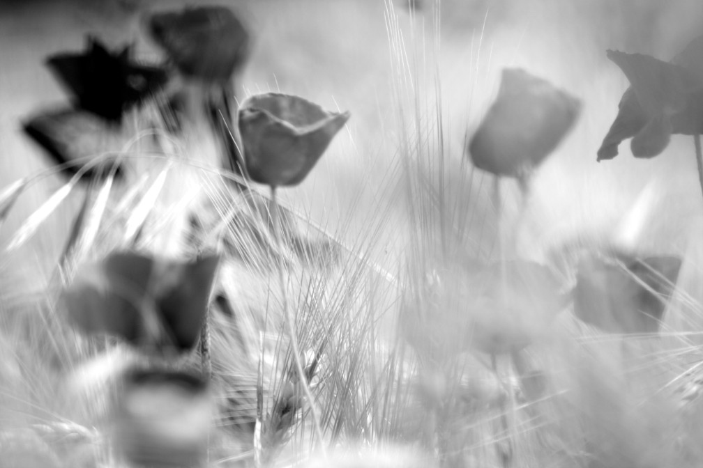 papaveri b&w