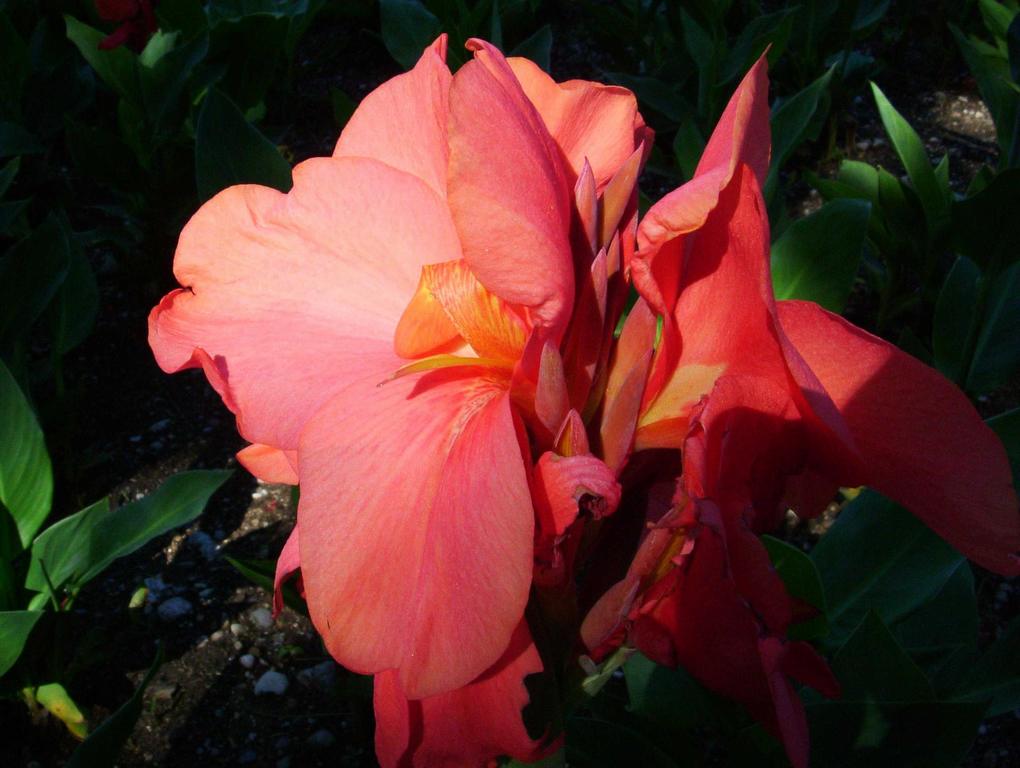 fiore ai giardini di sigurt�