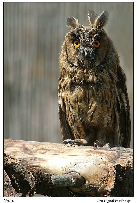 Gufo Comune
