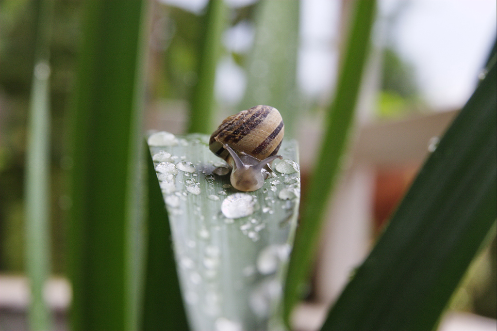 lumaca_discesa
