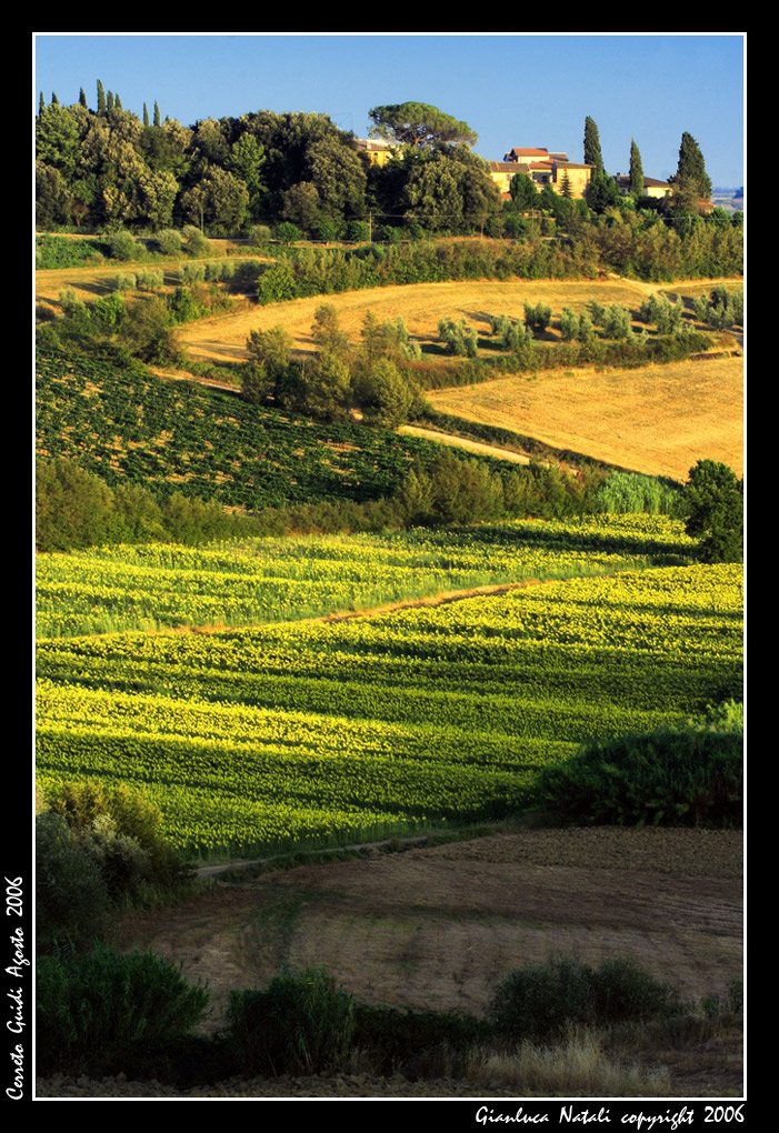 Girasoli - Luce Della sera