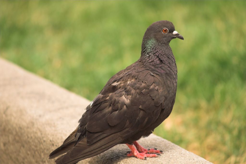 Colombo (prova del Minolta 100-300 Apo)