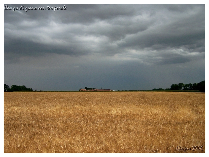 Temporale su campo di granoturco