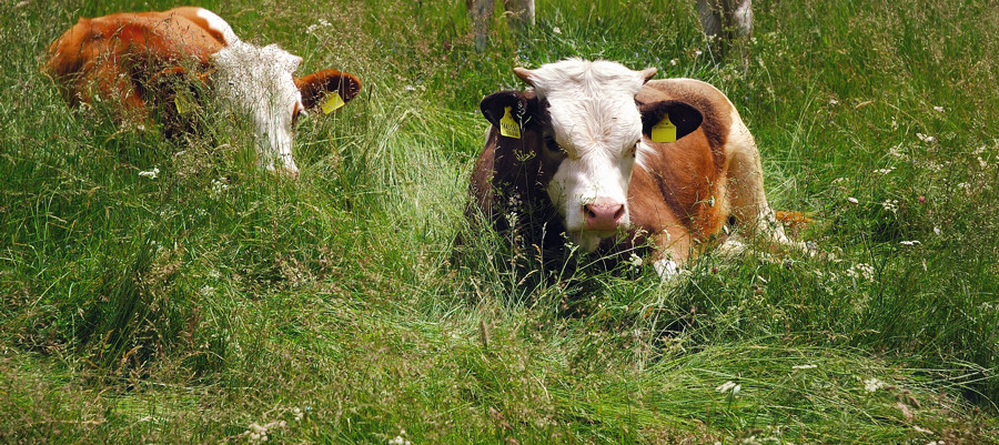 Agguati nel prato.....