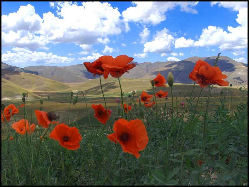 papaveri del pian perduto
