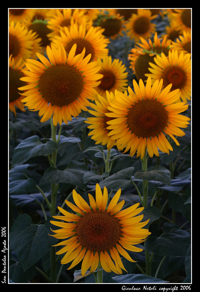 San Pantaleo - Girasoli