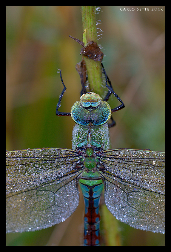 Anax Imperator (il gioiello)
