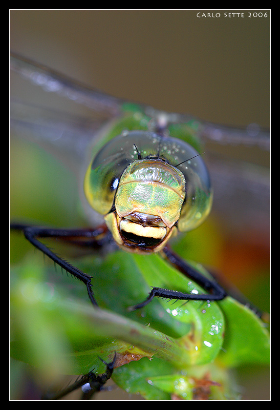 Anax Imperator (incontri ravvicinati)