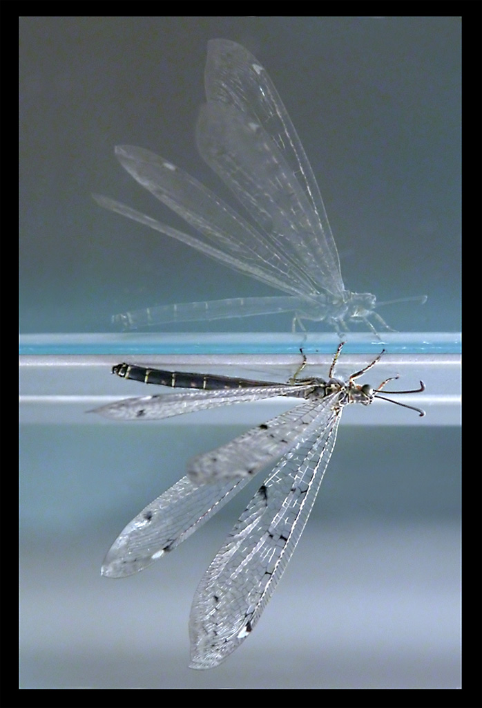 L'ANGELO DELLA NOTTE