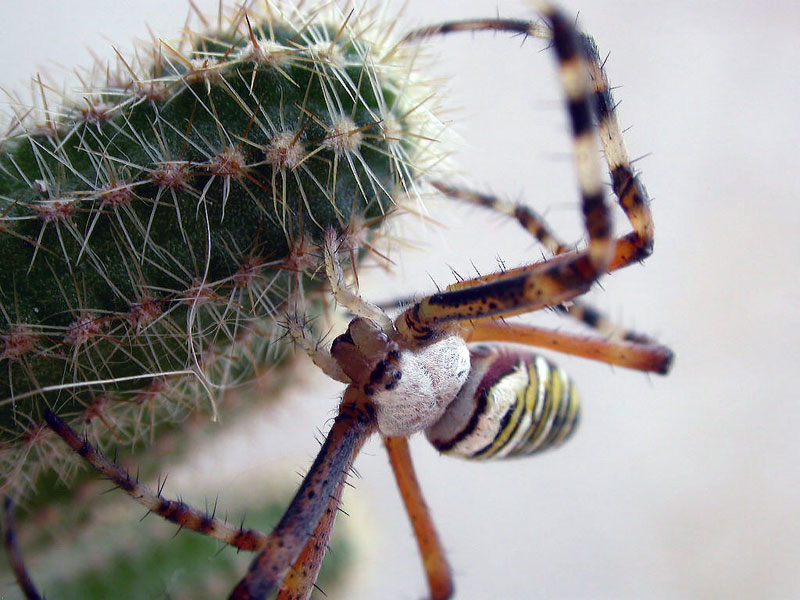 volete assaggiare ...i miei morsiconi?