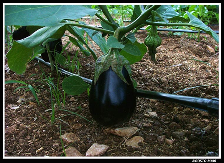 una bella melanzana fatta in casa...