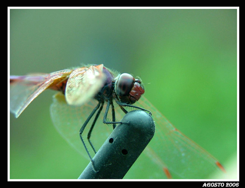 libellula su antenna auto....