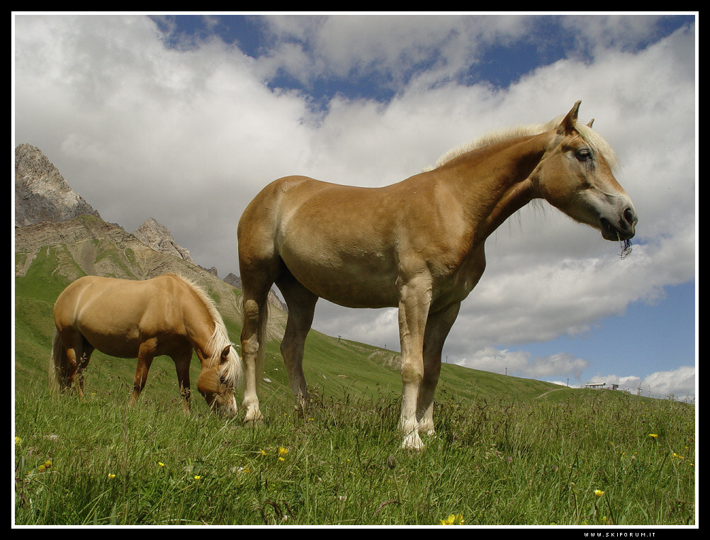 Biondi cavalli delle Dolomiti