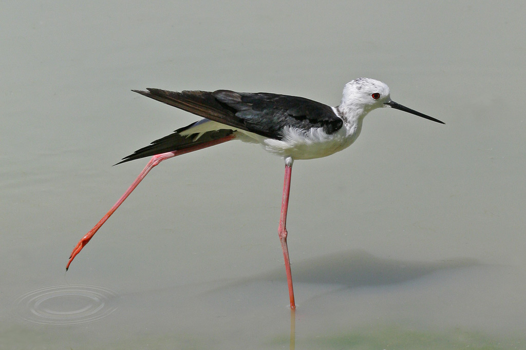 Cavaliere d' Italia ...