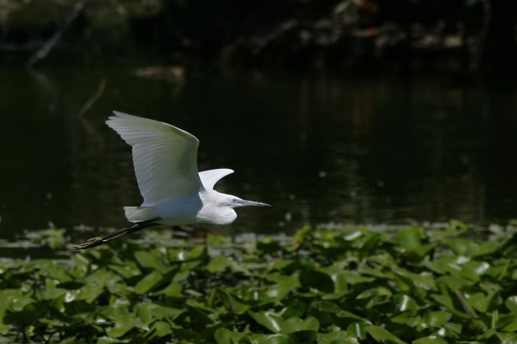 Egretta Garzetta ...