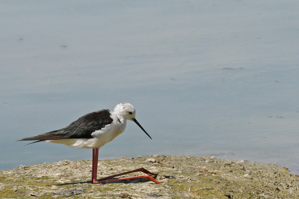 Preghiera della Sera ...