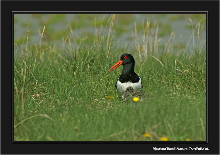 Beccaccia di Mare 01