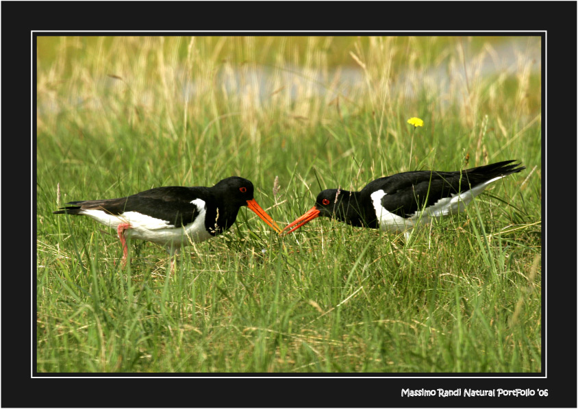Beccaccia di Mare 02