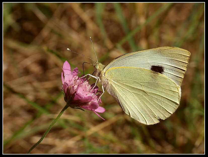 Pieris brassicae