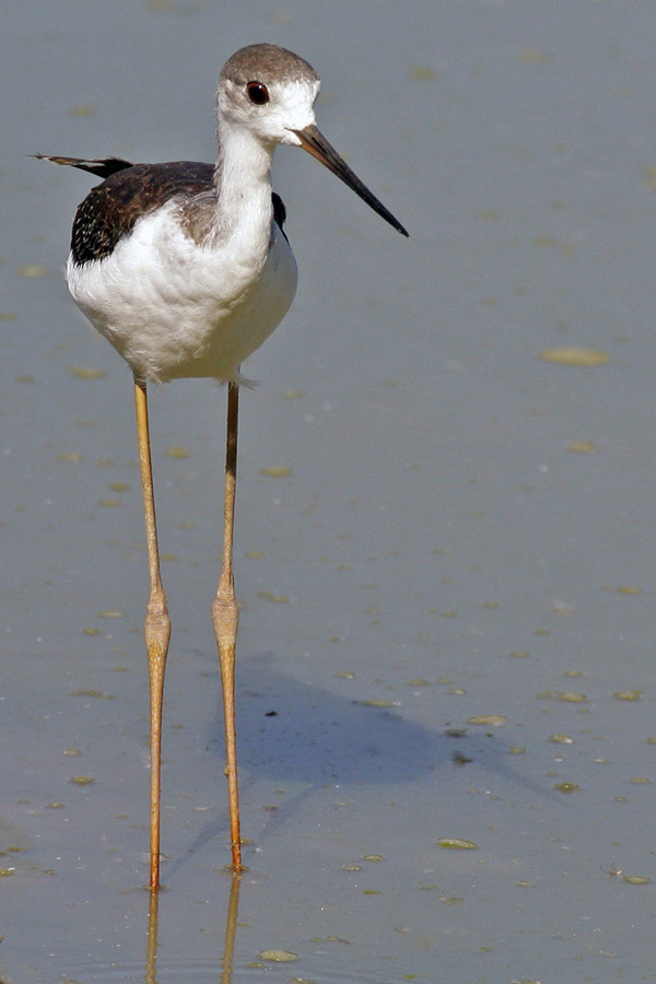 Cavaliere d' Italia ...