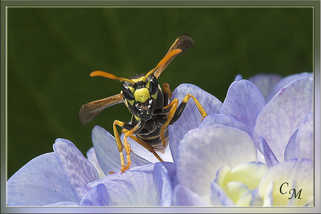 Mi mostra i ... denti?