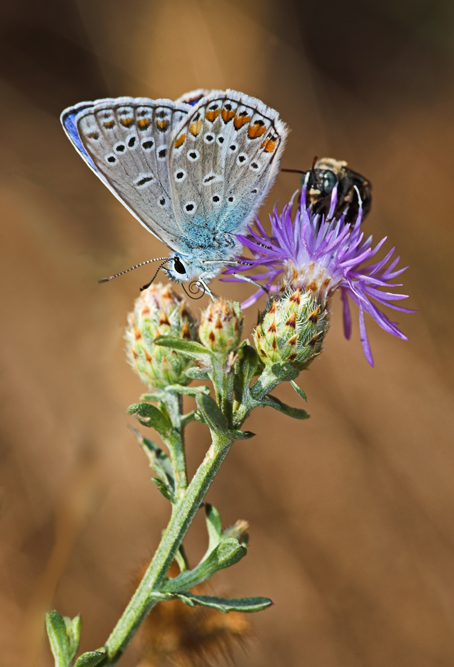 licenide in compagnia