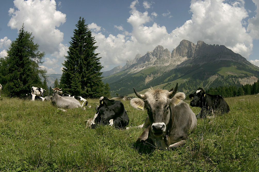 vacche sotto al rosengarten
