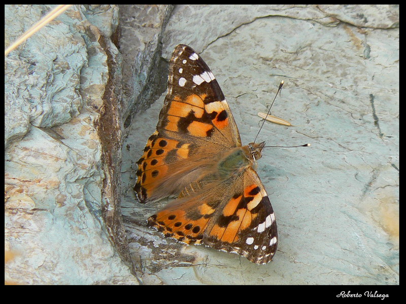 Al riparo dal vento...
