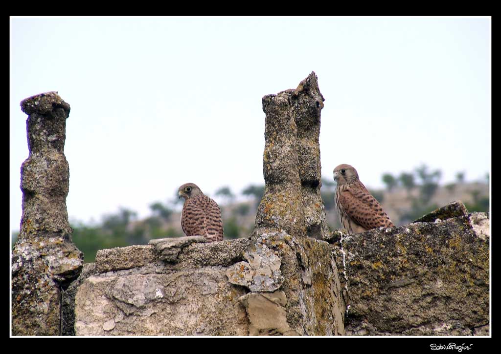 Falchi Grillai e Comignoli
