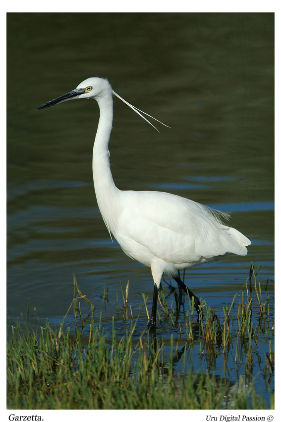La Donzella bianca...