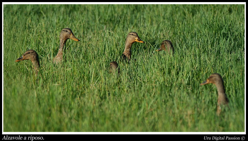 Toh..  ..spuntano come funghi.