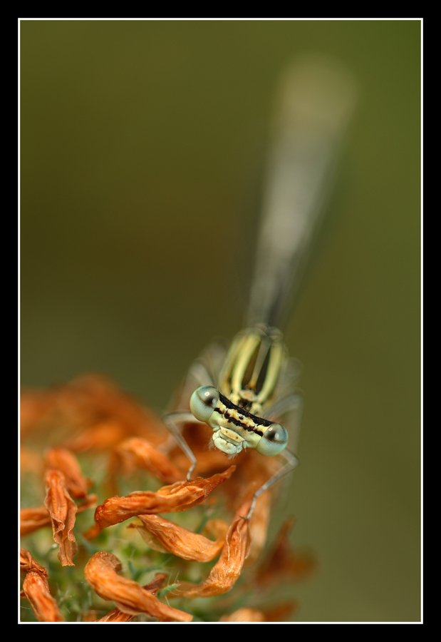 sguardo imbronciato...