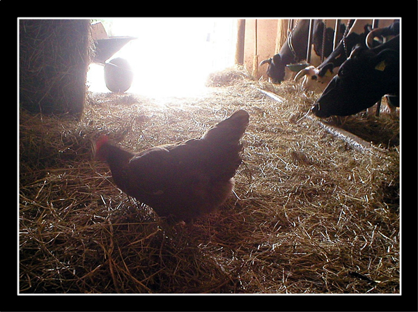 La gallinella che sfugge sempre!