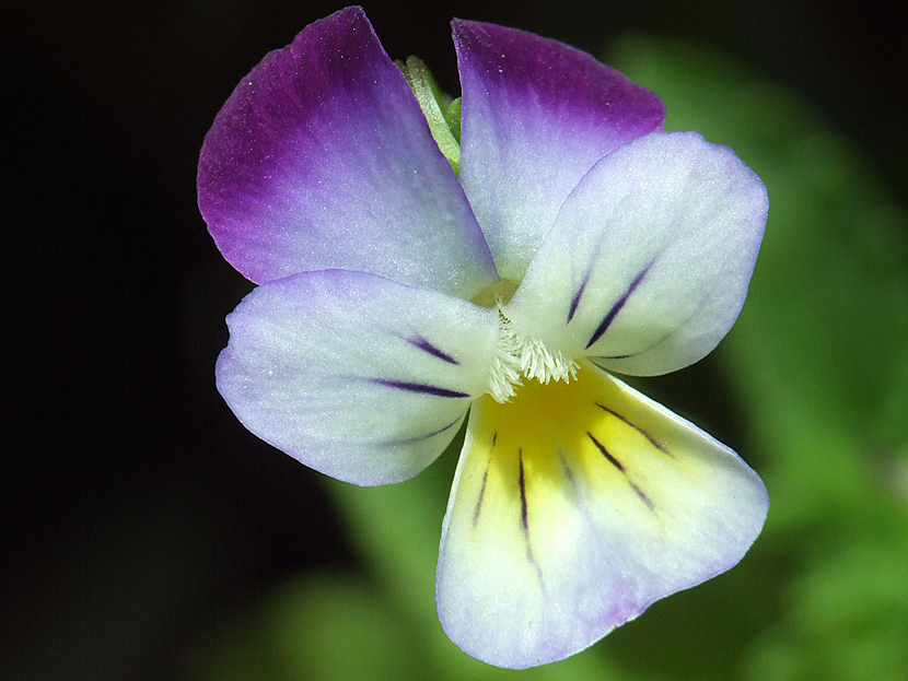 Viola