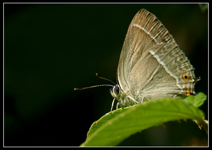 Capolino sulla foglia