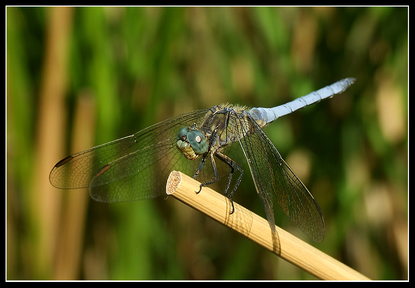 dragonfly in blue