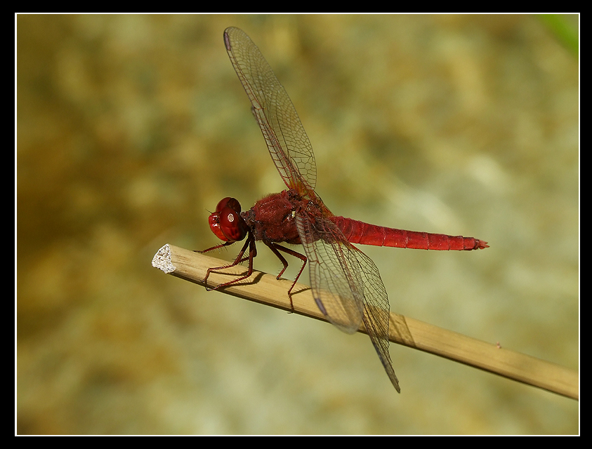 dragonfly in red