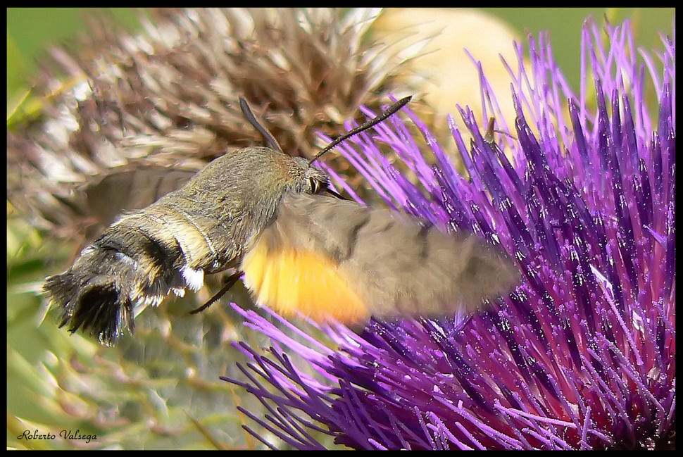 macroglosso in azione.