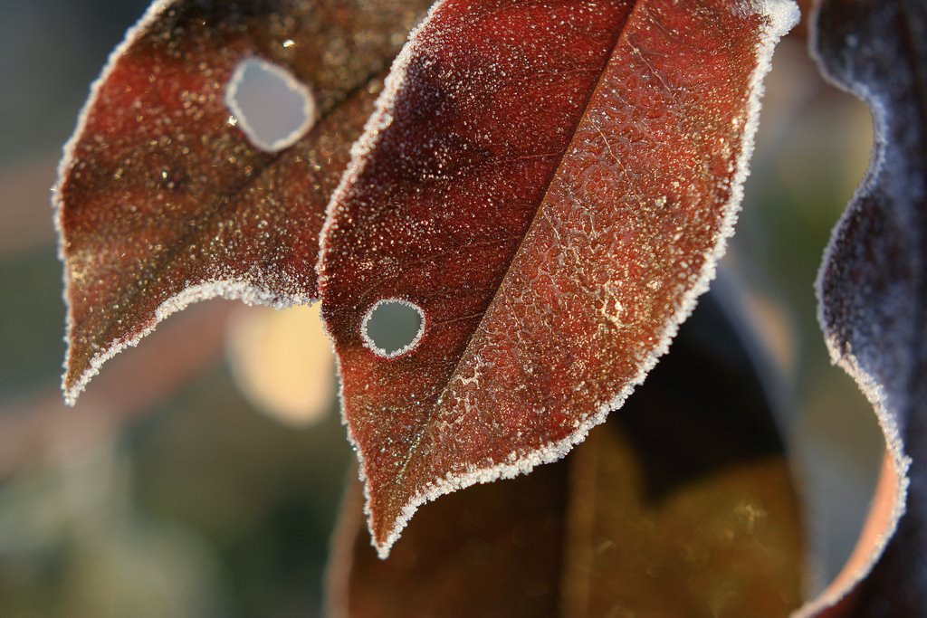 Il buco con la foglia intorno
