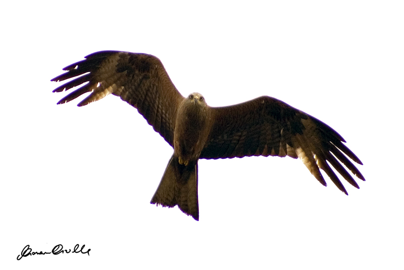 nibbio bruno....la conferma!