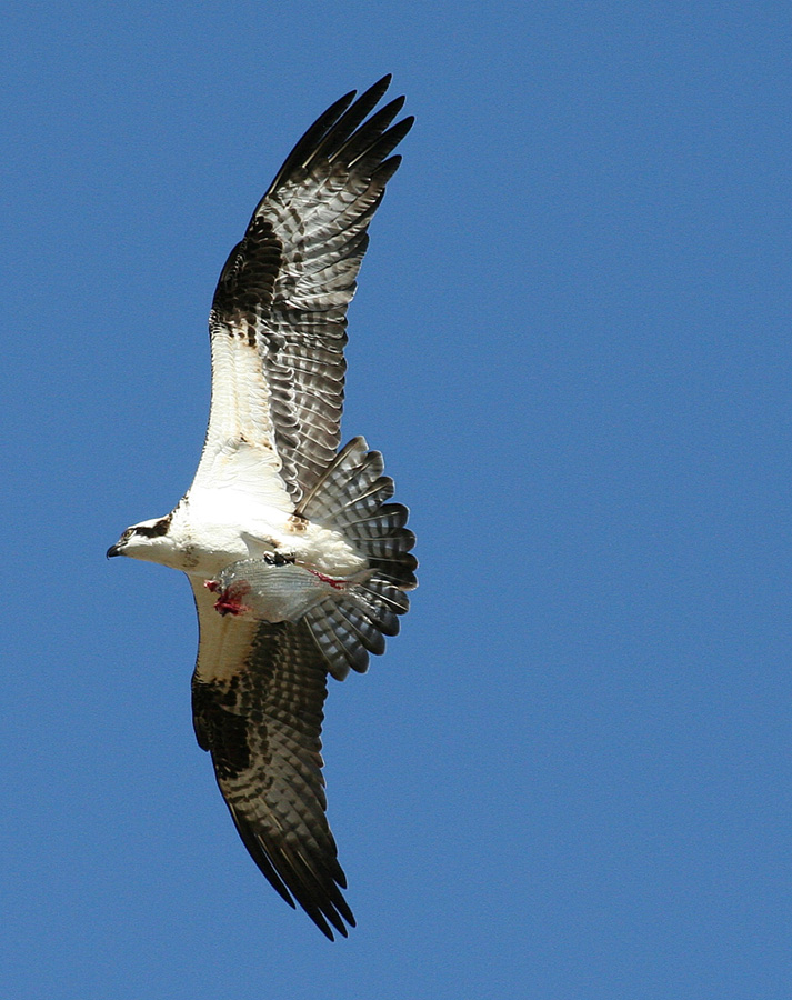 L'ultimo viaggio del pesce volante