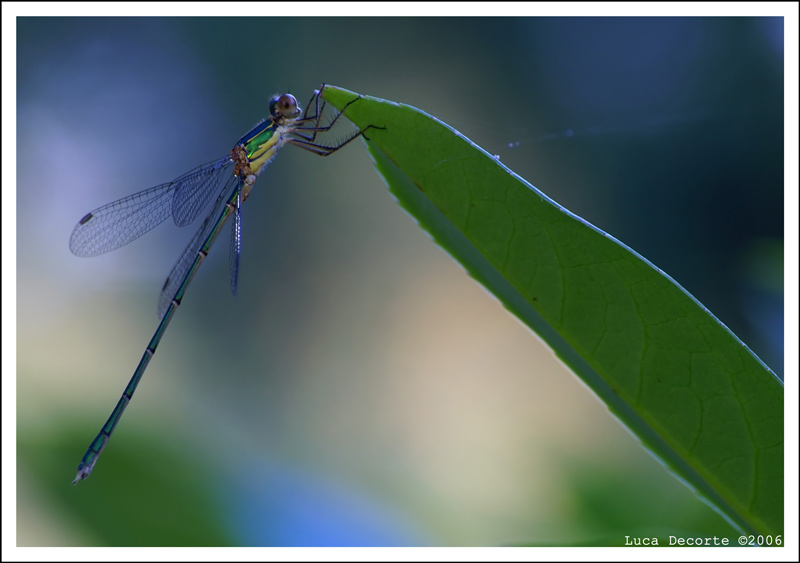 La mia prima libellula