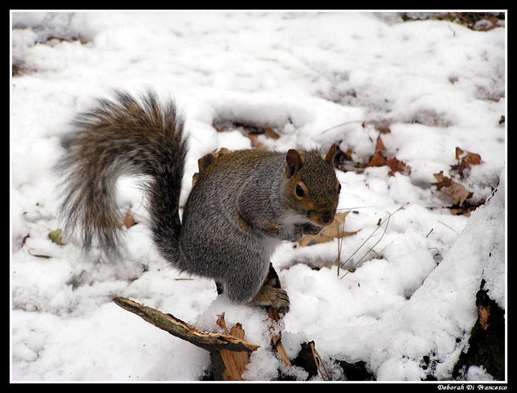 Scoiattolo a Central Park