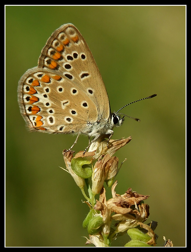 Butterfly in the pout porry