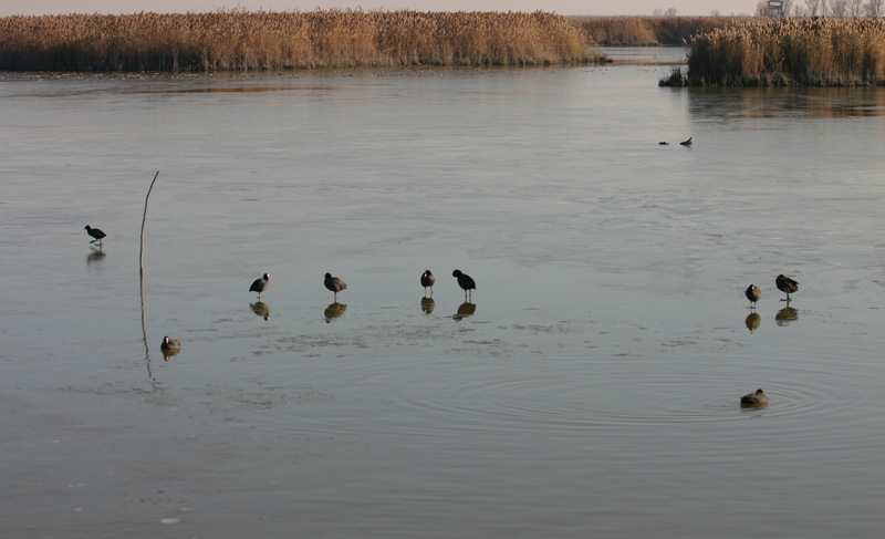 FOTO-FUMETTO COLAZIONE SUL GHIACCIO- FOTO 1